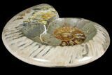 Wide Polished Fossil Ammonite Dish - Inlaid Ammonite #133249-1